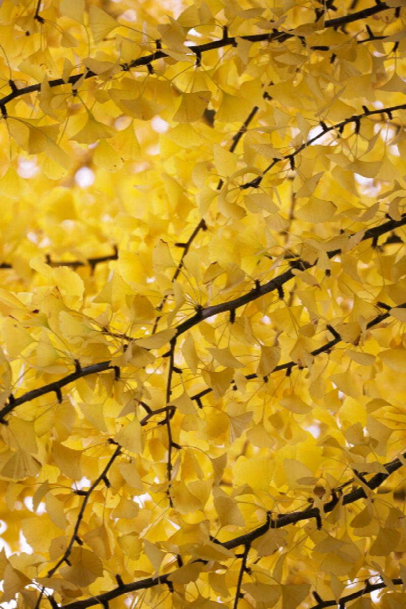 Autumn Gold Ginkgo