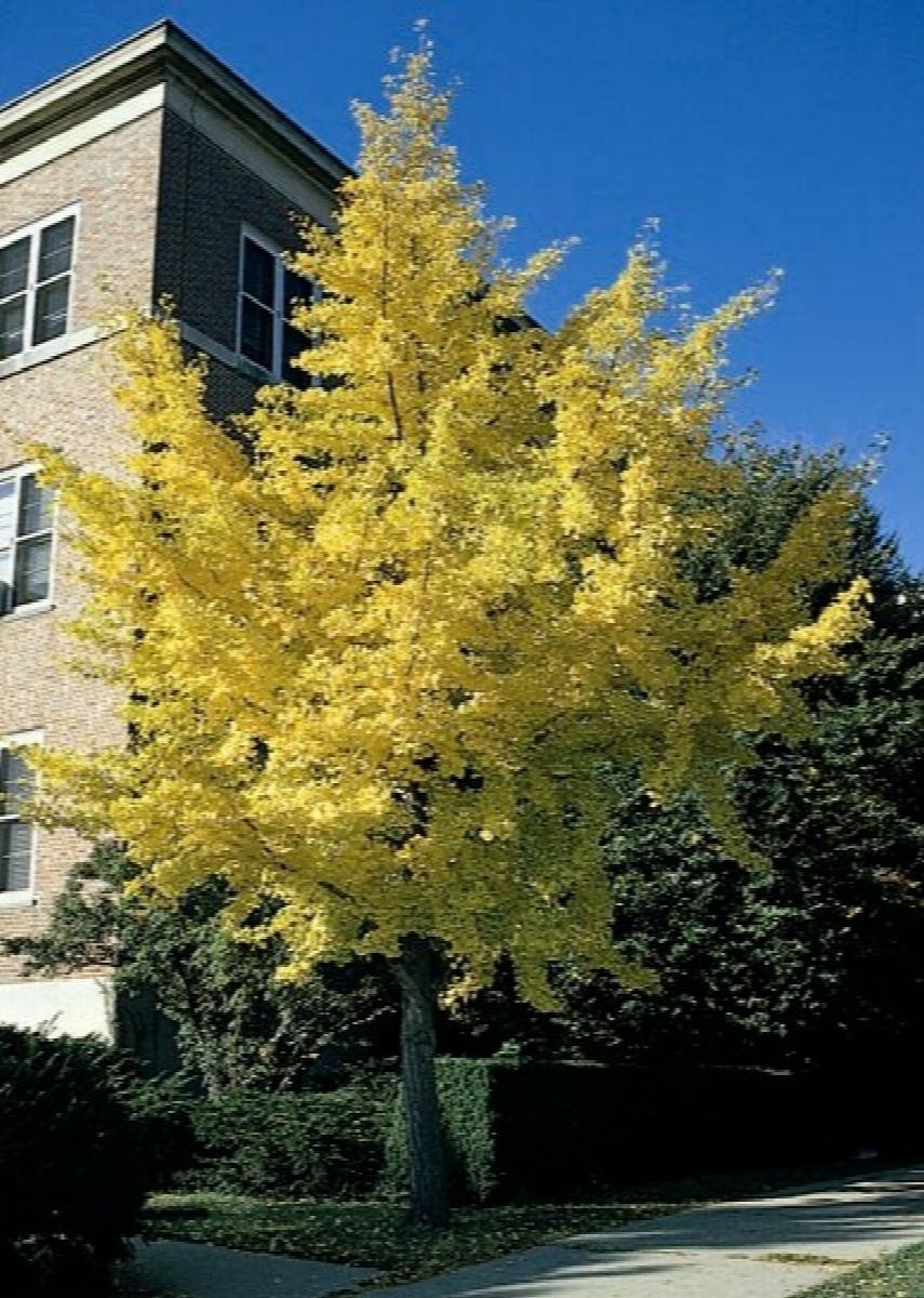 Autumn Gold Ginkgo