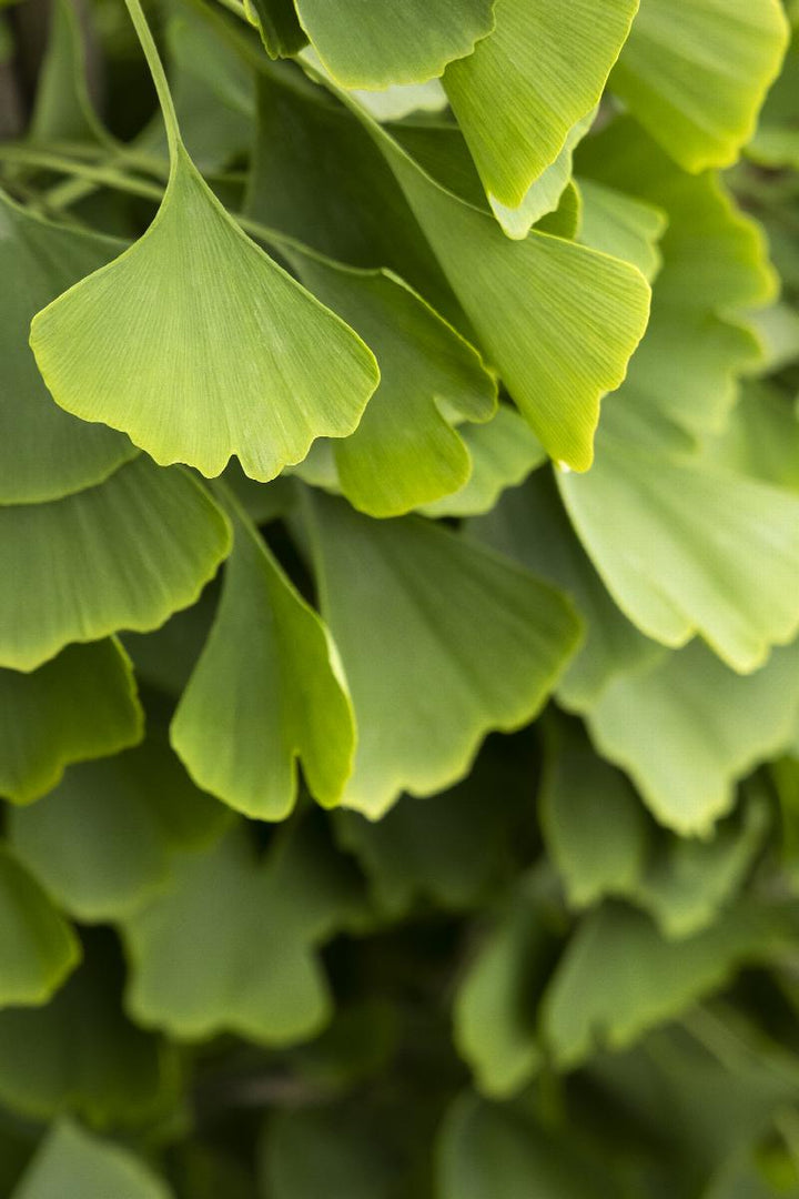 Autumn Gold Ginkgo