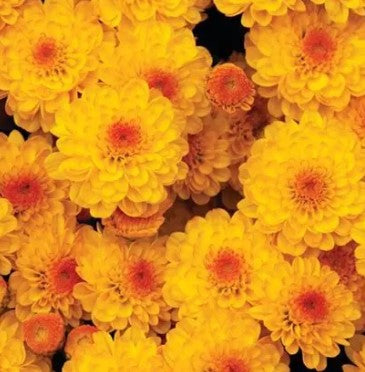 Bert's Best 10" Gigi Garden Mums