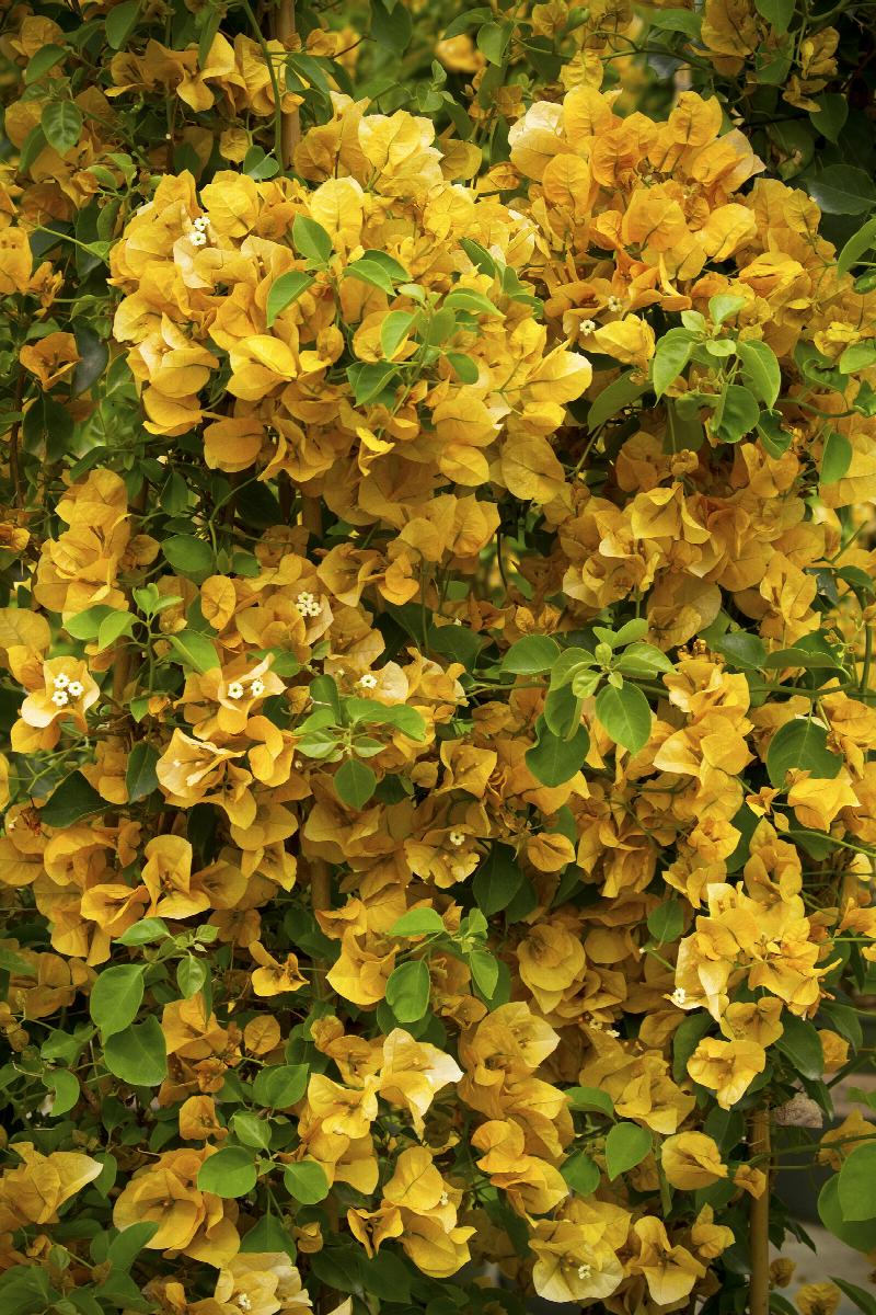 Gold Rush™ Bougainvillea