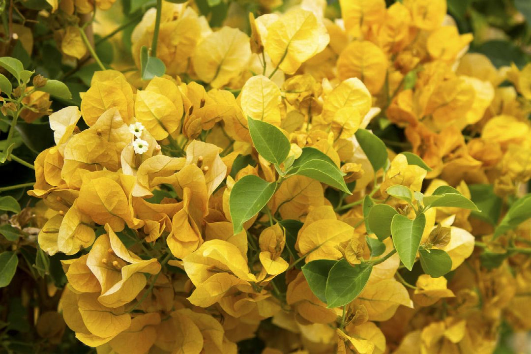 Gold Rush™ Bougainvillea