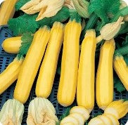 Squash Yellow Straight