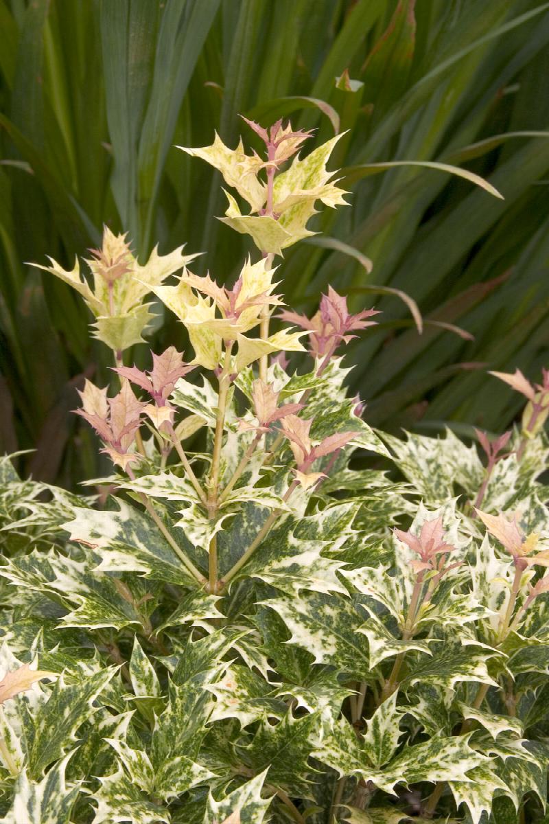 Goshiki Osmanthus