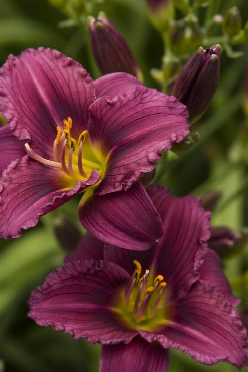 Little Grapette Dwarf Daylily
