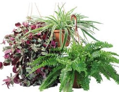 Hanging Basket Assorted