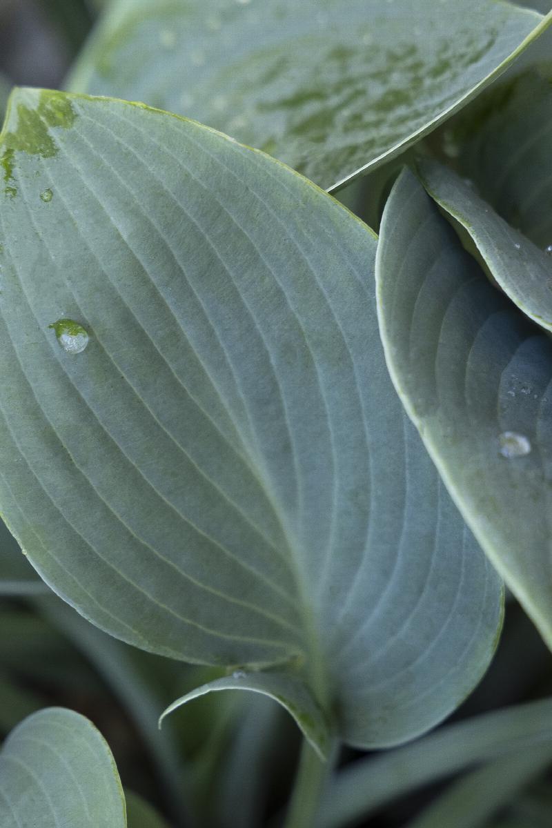 HOSTA HALCYON