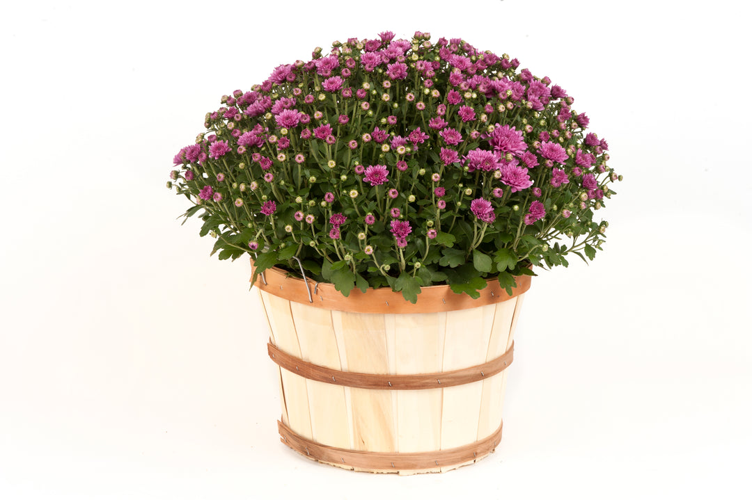 Mum 1/2 Bushel