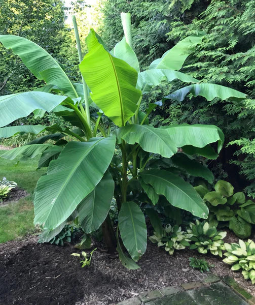 Northern Wonder™ Banana (Musa basjoo 'Northern Wonder')