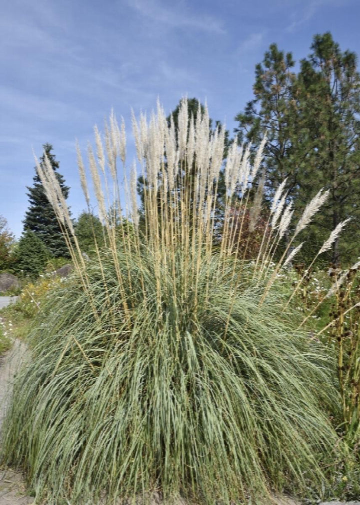 Hardy Pampas Grass