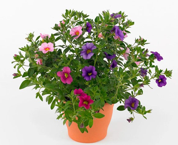 Hawaiian Flamingo Hanging Basket