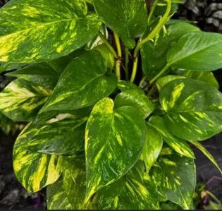 Hawaiian Pothos