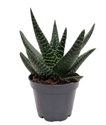 2.5" HAWORTHIA ASST