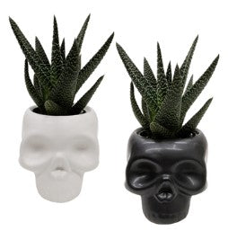 2.5" Haworthia in Spooky Skull Ceramic