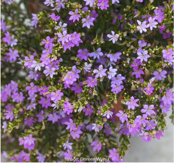 Mexican Heather