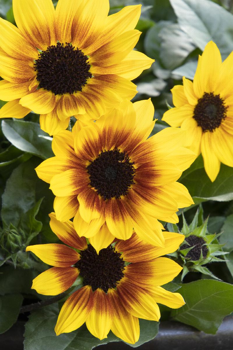 SunBelievable Helianthus
