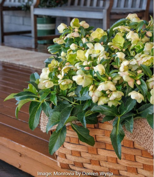 Hellebore 'Endless'