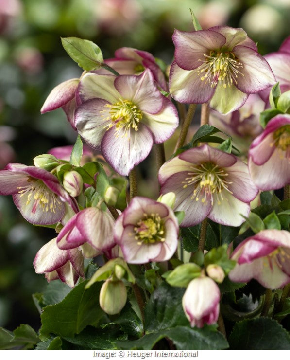 Ice Breaker® Hellebore