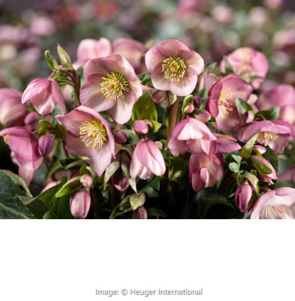 Ice Breaker® Hellebore