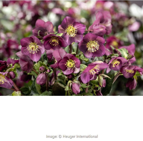 Ice Breaker® Hellebore