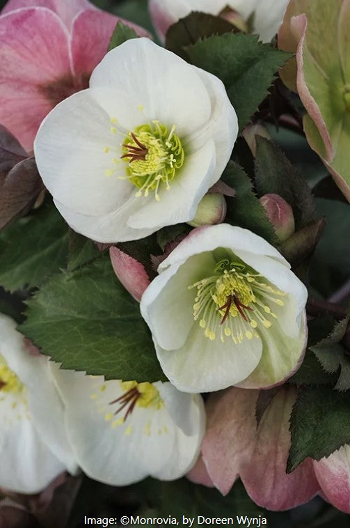 Ice N' Roses®  Hellebore