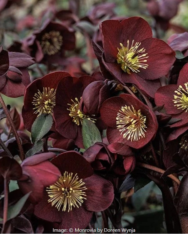 Ice N' Roses®  Hellebore