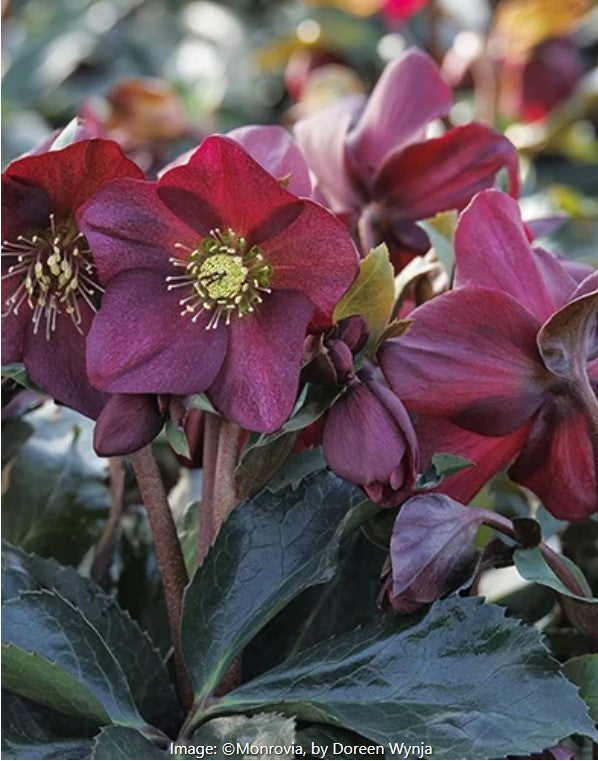Ice N' Roses®  Hellebore