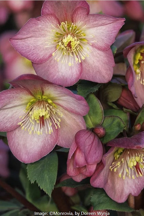 Ice N' Roses®  Hellebore