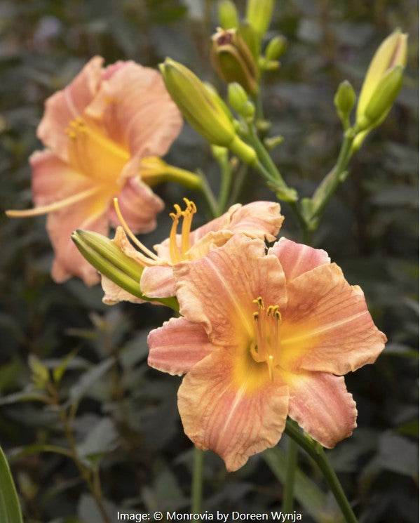 Endlesslily® Daylily vars