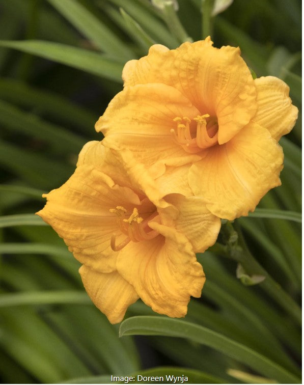 Endlesslily® Daylily vars