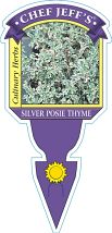 4" CHEF JEFF SILVER POSIE THYME