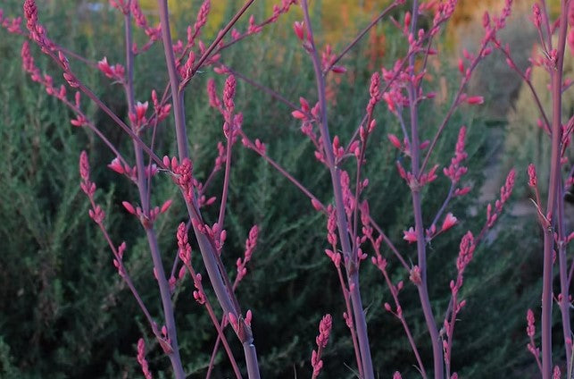 Red Yucca 'Little Giant'