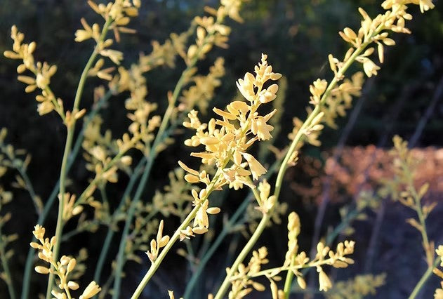 Yellow Yucca