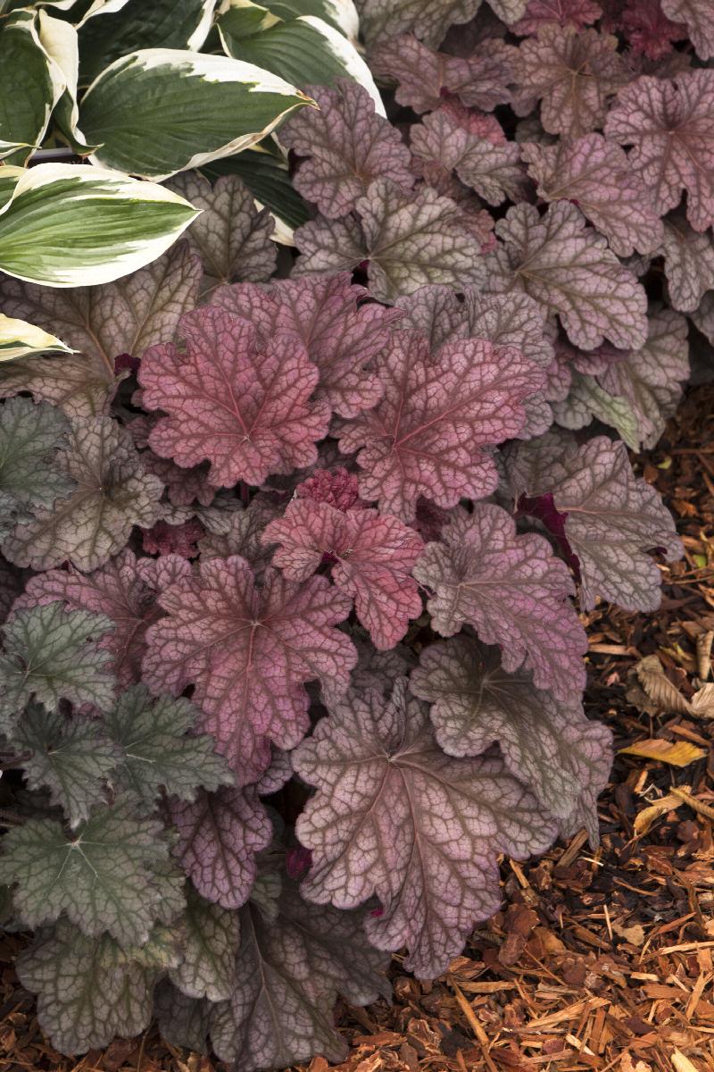 Berry Smoothie Heuchera