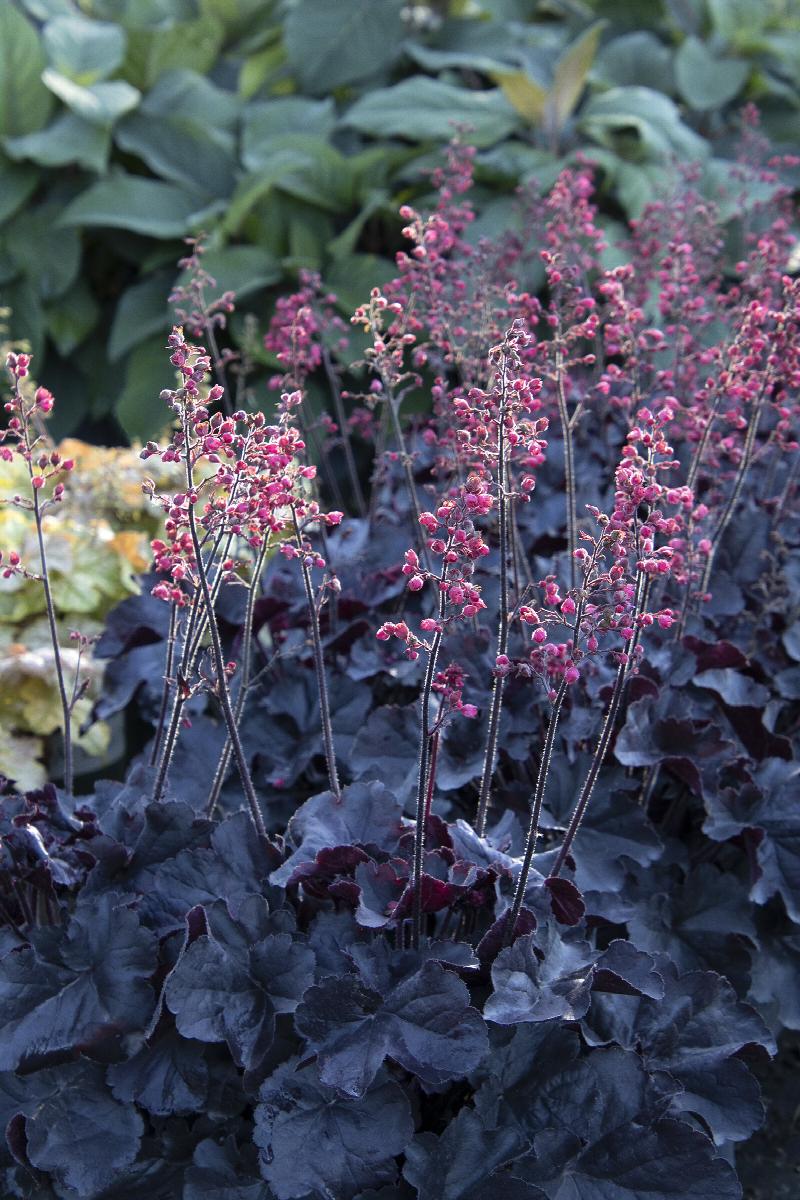 Black Forest Cake Heuchera