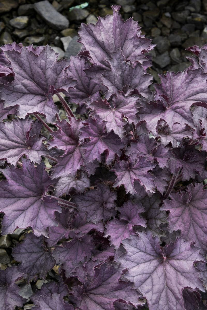 GRANDE™ Amethyst Heuchera