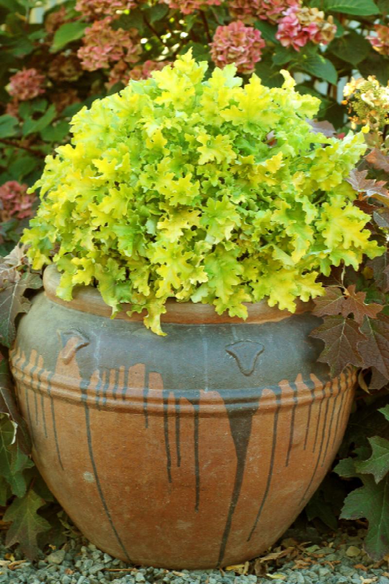 Lime Marmalade Heuchera