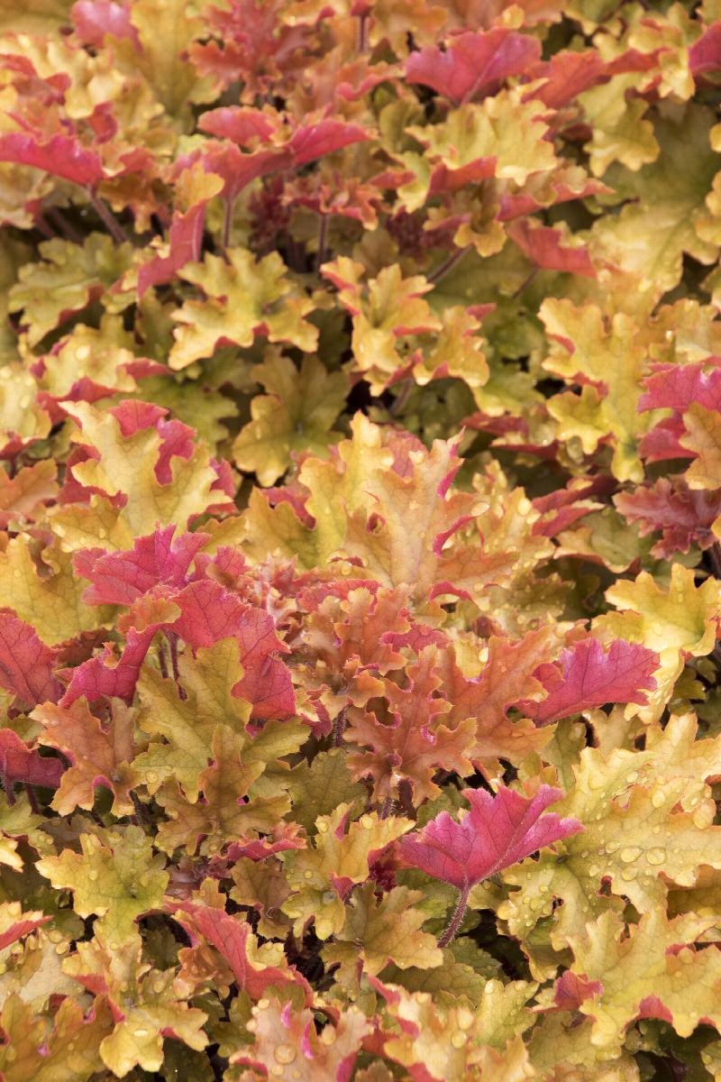 Midnight Rose Heuchera