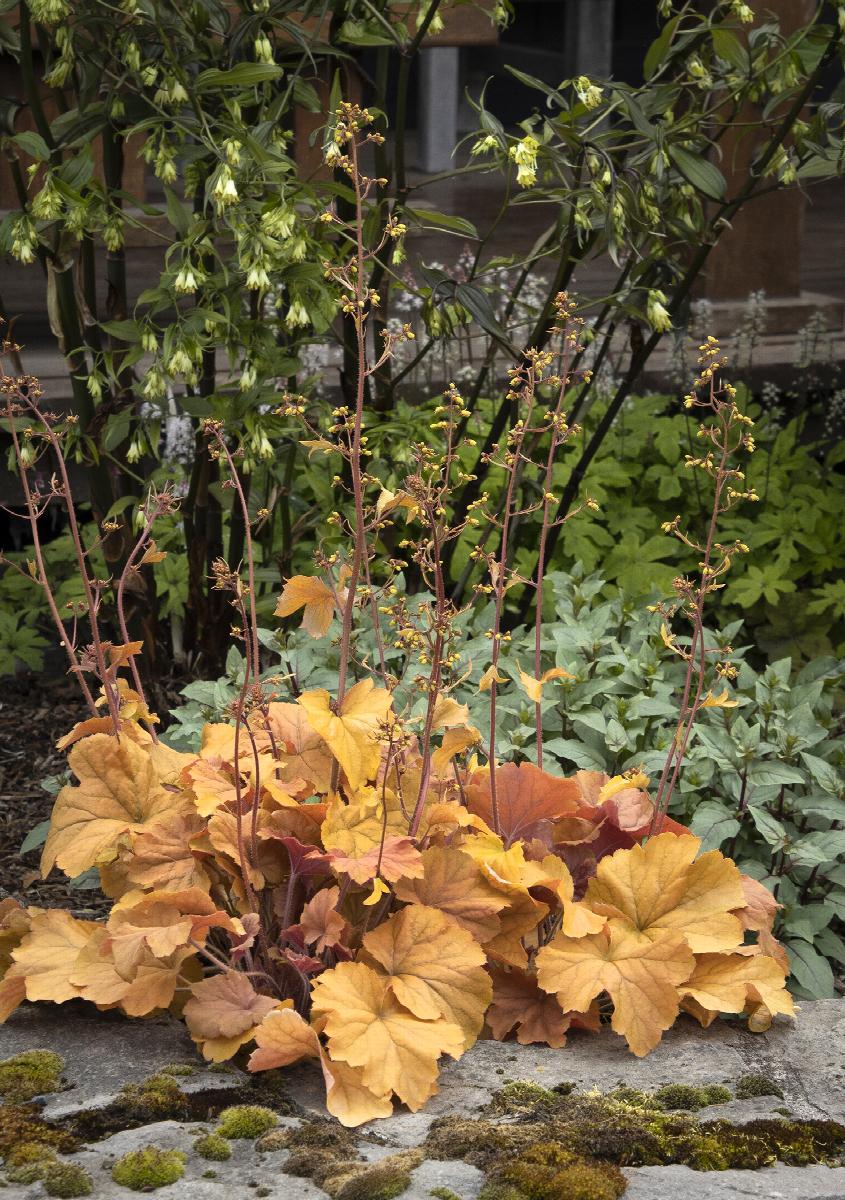 Little Red Nursery, LLC Northern Exposure Heuchera