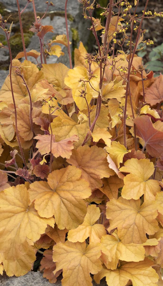 Northern Exposure™ Amber Heuchera