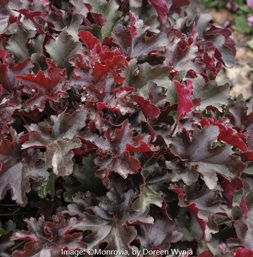 Balboa Sunset® Heuchera