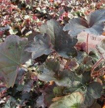 Fancy Fall Heuchera 'Purple Palace'