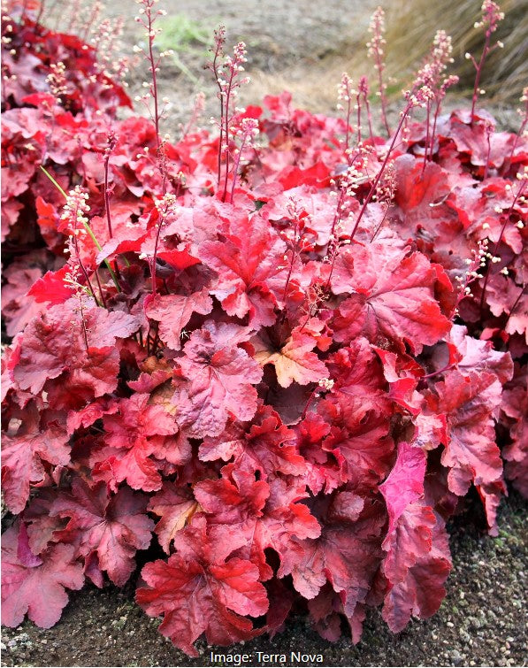 Testarossa Heuchera