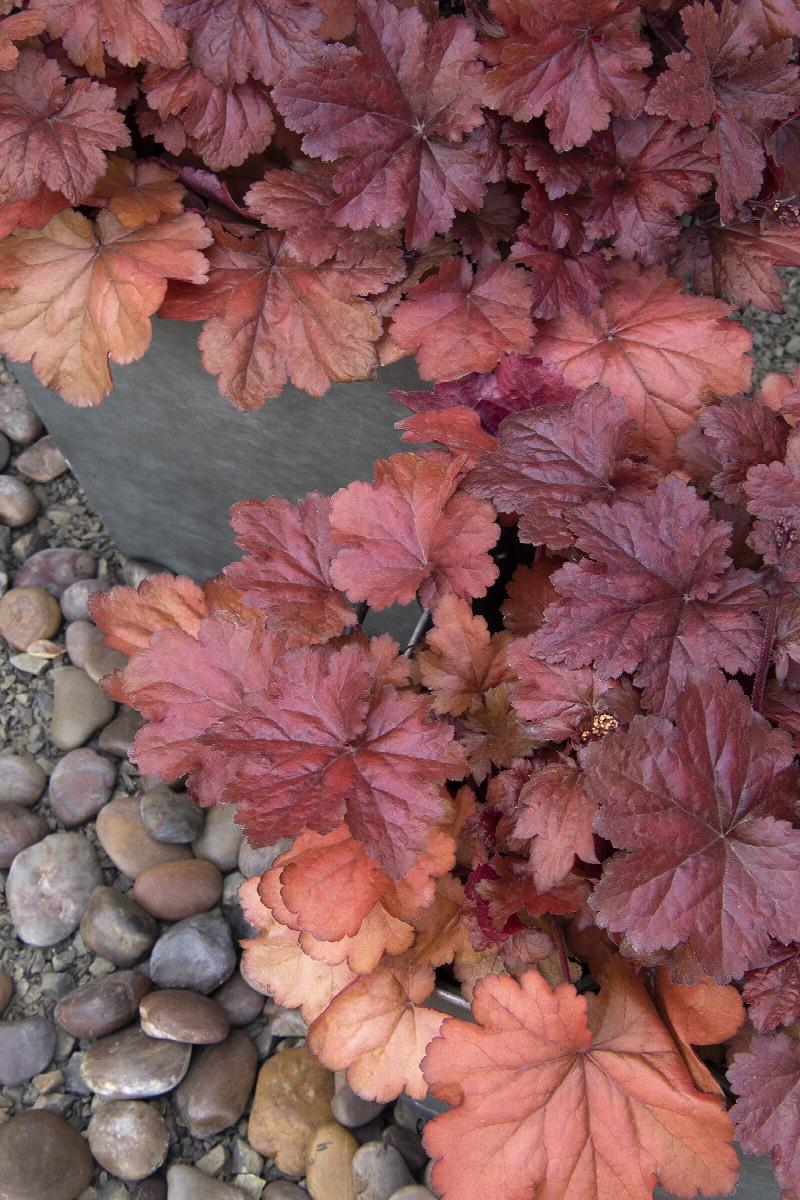 Midnight Rose Heuchera - Thumbnail 4