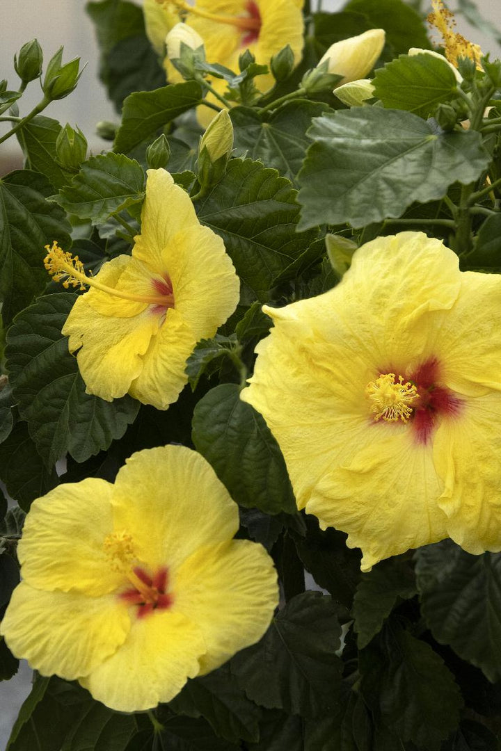 Hula Girl Hibiscus