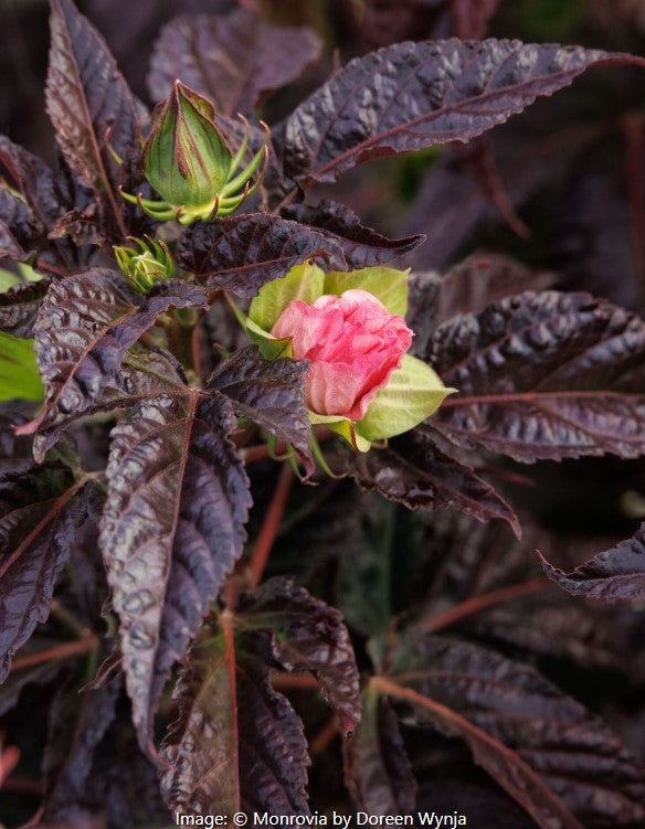 Moonshadow™  Hardy Hibiscus