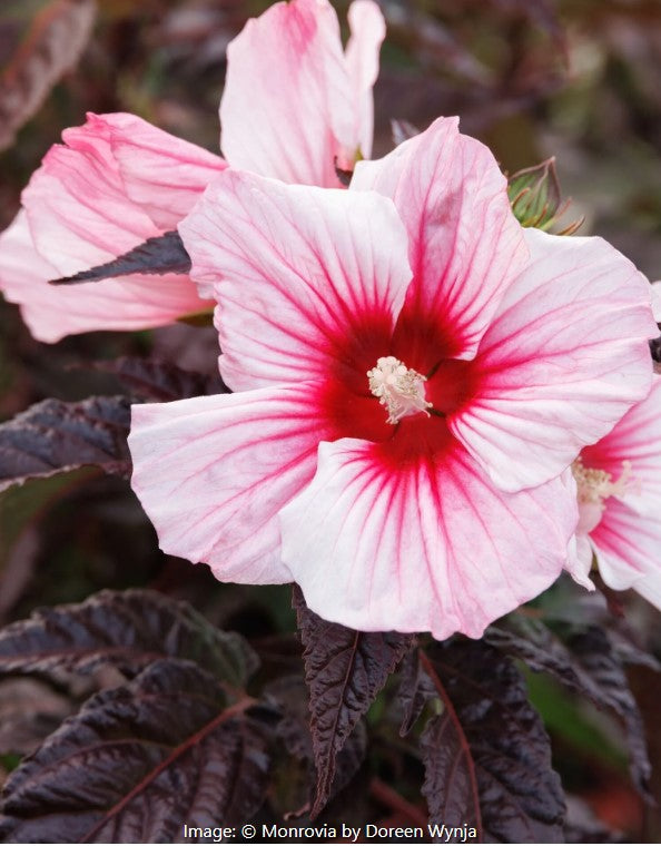 Moonshadow™  Hardy Hibiscus