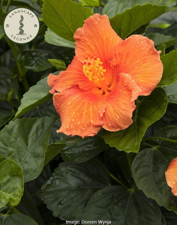 Jazzy Jewel®  Hibiscus
