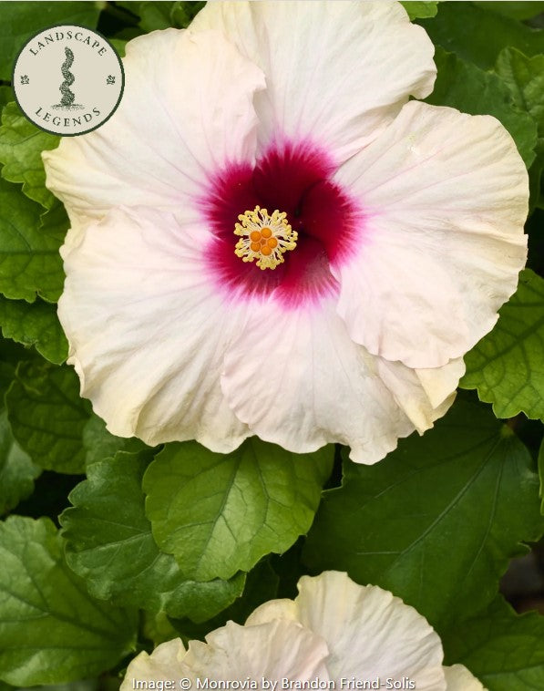 Jazzy Jewel®  Hibiscus