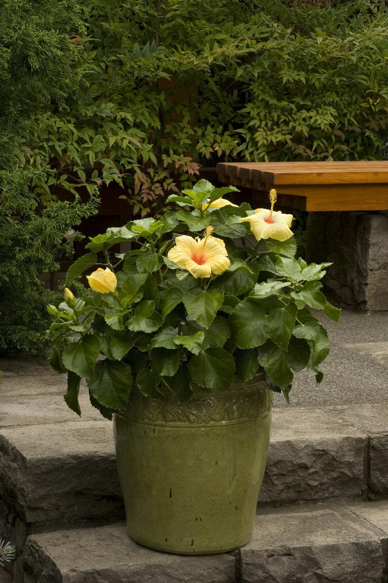 Hula Girl Hibiscus